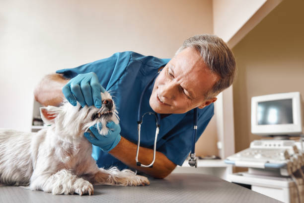 Best Walk-In Emergency Dental Services in Palo Alto, CA